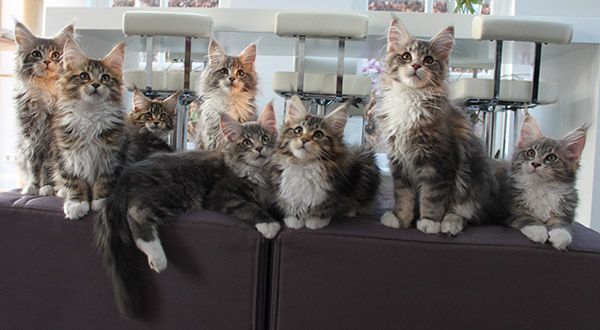 kittens Gigi