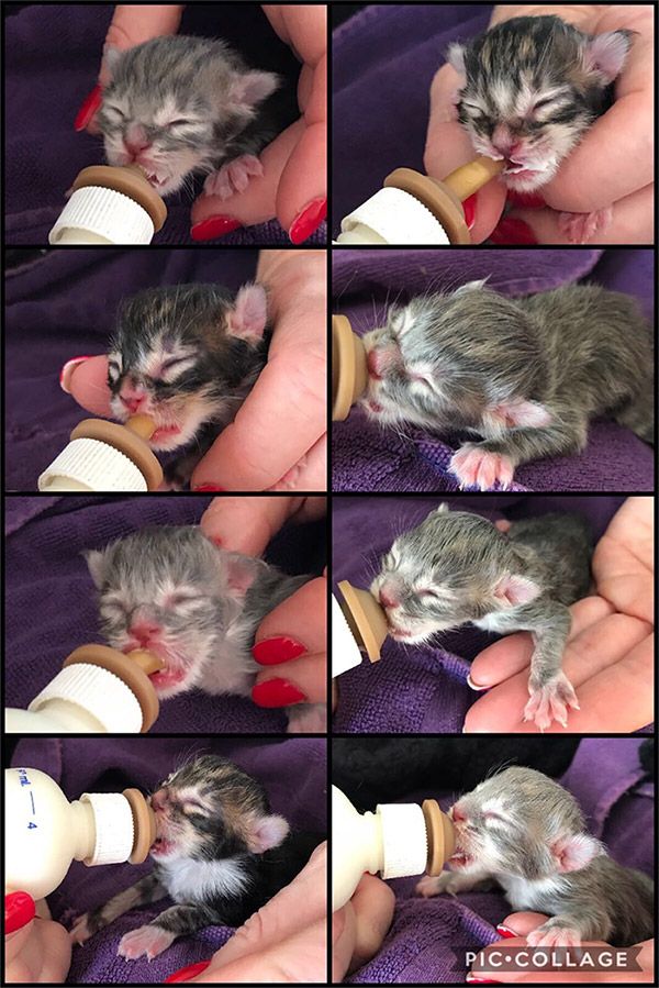 kittens Gigi